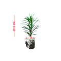 Bibit Tanaman Hias Macrophyllus Podocarpus Costalis Nakaii Lohansung 0510 CM