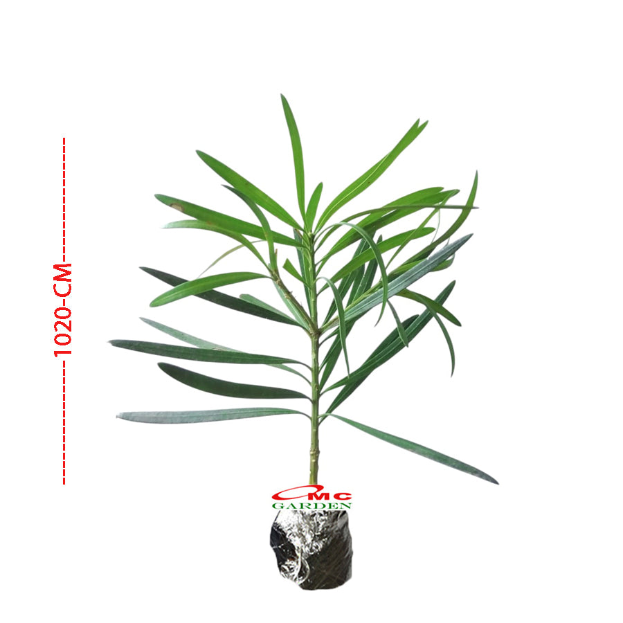 Bibit Tanaman Hias Macrophyllus Podocarpus Costalis Nakaii Lohansung 1020 CM