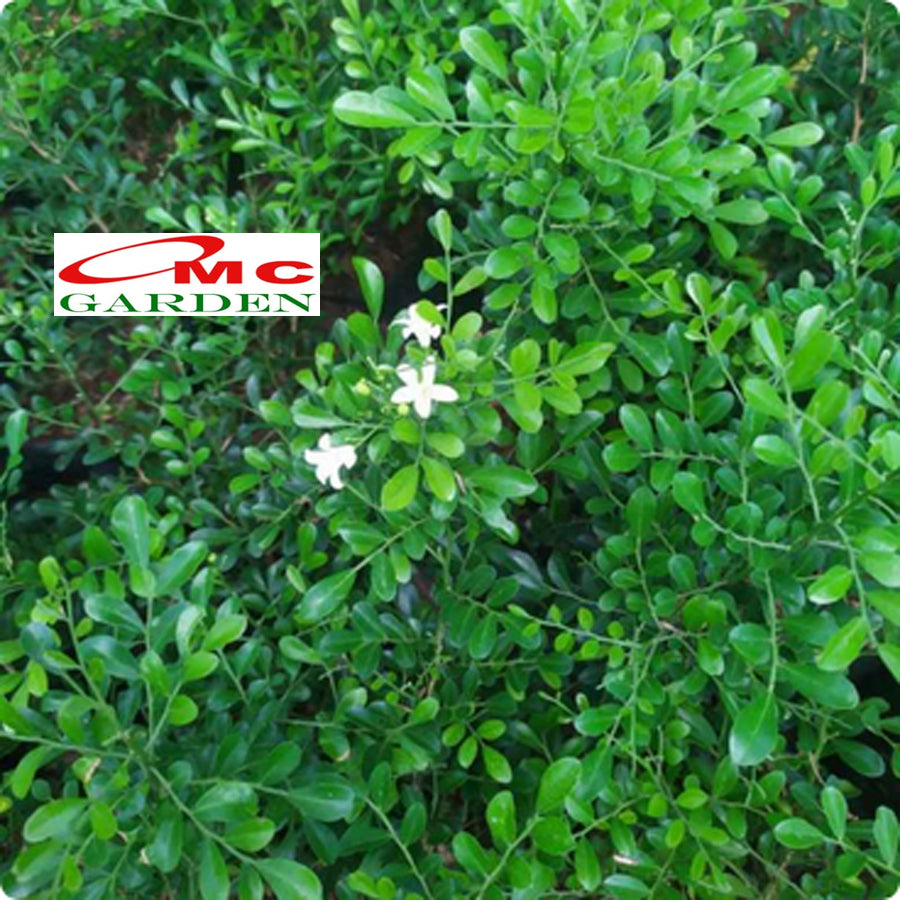 Bibit Bunga Tanaman Kemuning Rimbun Jepang Kem Murraya Rutaceae Murraya Paniculata Sukik  Kamoni Palopo Eseki Tanasa Kamone Kamoni