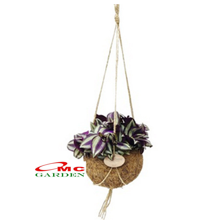 Tanaman Hias Gantung Tradescantia Zebrina Rumput Belang Tradescantia Plant Zebrakraut 1020