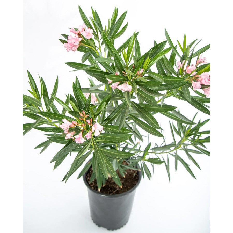 Nerium Oleander Bunga Jepun Jpun Mentega Tanaman Hias Bibit Merah Fanta 2030