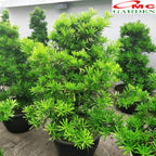 Bibit Tanaman Hias Macrophyllus Podocarpus Costalis Nakaii Lohansung 0510 CM
