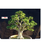 Bibit Tanaman Hias Boksus Boxus Bokus Buksus Buxus Boxwood Buxaceae 05-10cm