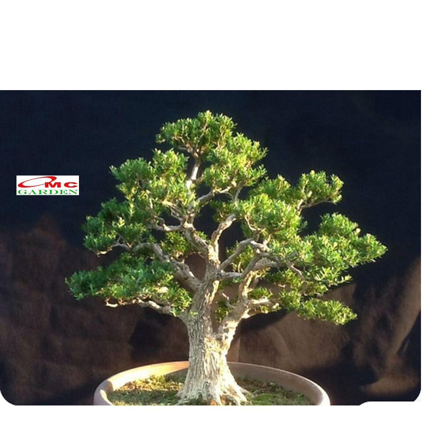 Bibit Tanaman Hias Boksus Boxus Bokus Buksus Buxus Boxwood Buxaceae 05-10cm