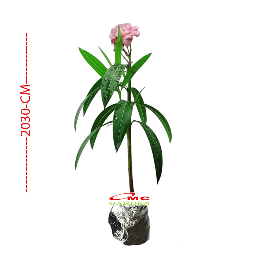 Nerium Oleander Bunga Jepun Jpun Mentega Tanaman Hias Bibit Merah Fanta 2030