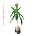 Nerium Oleander Bunga Jepun Jpun Mentega Tanaman Hias Bibit Merah Fanta 2030