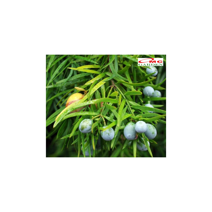 Bibit Tanaman Hias Macrophyllus Podocarpus Costalis Nakaii Lohansung 1020 CM