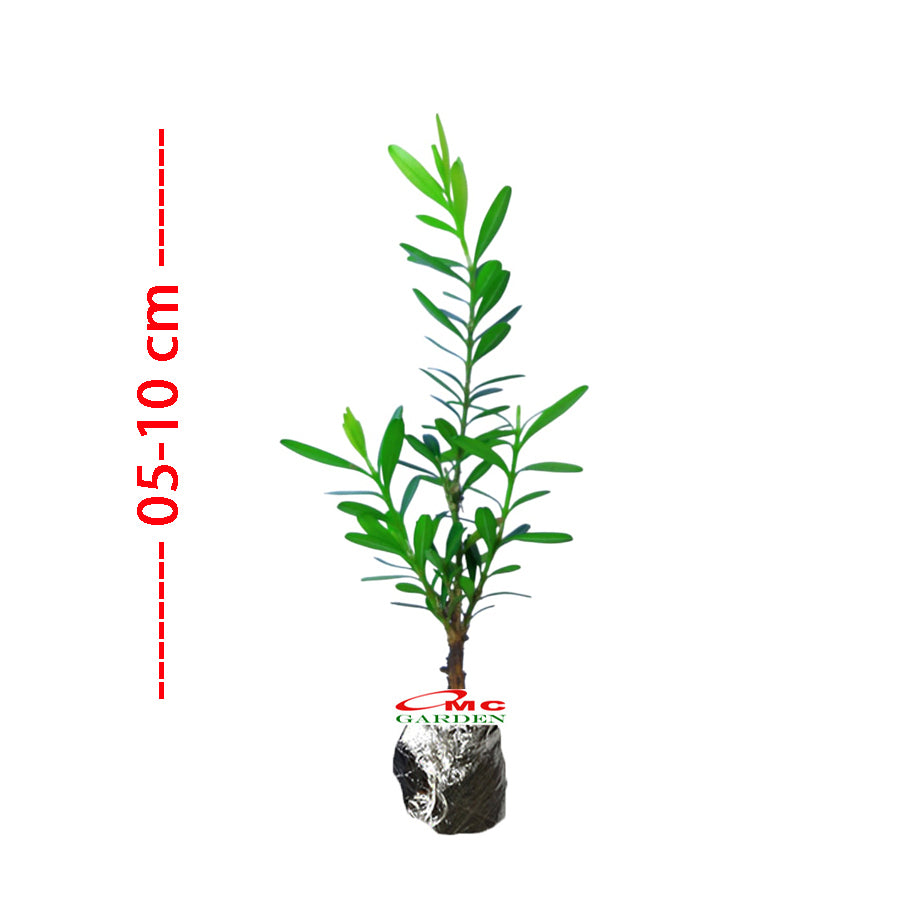 Bibit Tanaman Hias Boksus Boxus Bokus Buksus Buxus Boxwood Buxaceae 05-10cm