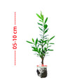 Bibit Tanaman Hias Boksus Boxus Bokus Buksus Buxus Boxwood Buxaceae 05-10cm