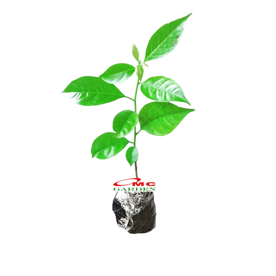 Bibit Tanaman Hias Melati Mondokaki Tabernaemontana Divaricata bunga wari, bunga nyuhnyuh, bunga nyingin, kembang mentega, kembang susu, bunga manila, bunga susong. Bunga Tumpuk
