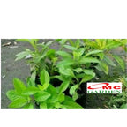 Bibit Tanaman Herbal Sambung Nyawa Gynura Procumbens 2030