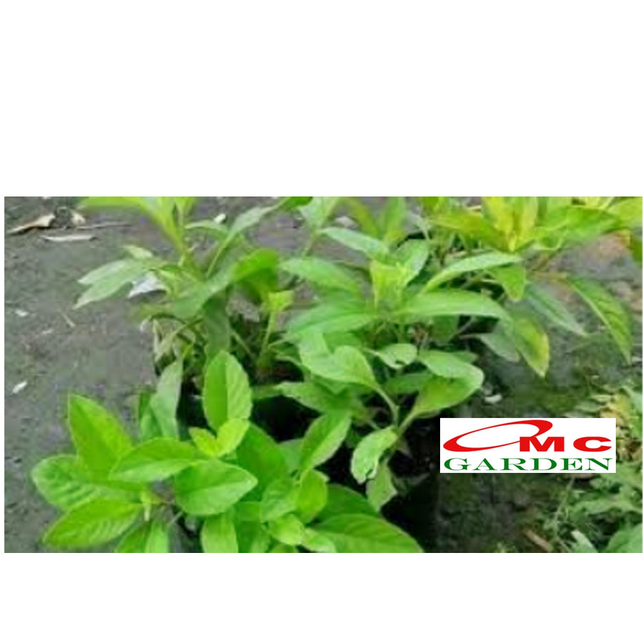 Bibit Tanaman Herbal Sambung Nyawa Gynura Procumbens 2030