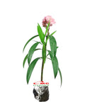 Nerium Oleander Bunga Jepun Jpun Mentega Tanaman Hias Bibit Merah Fanta 2030