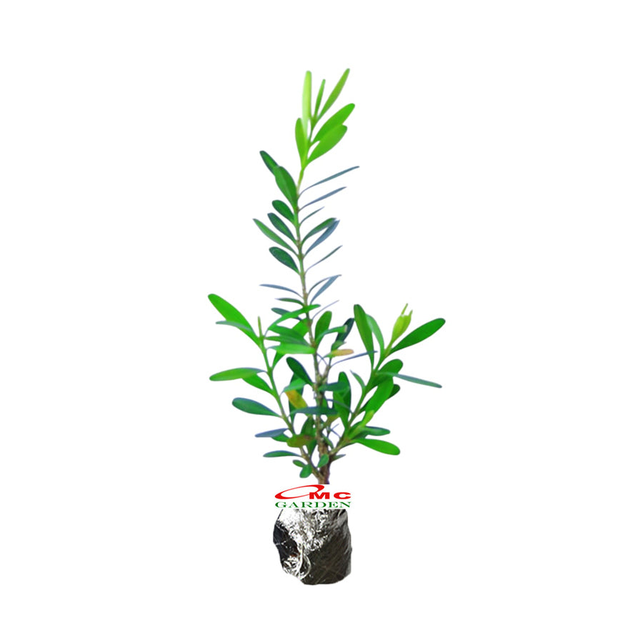 Bibit Tanaman Hias Boksus Boxus Bokus Buksus Buxus Boxwood Buxaceae 05-10cm