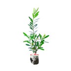 Bibit Tanaman Hias Boksus Boxus Bokus Buksus Buxus Boxwood Buxaceae 05-10cm