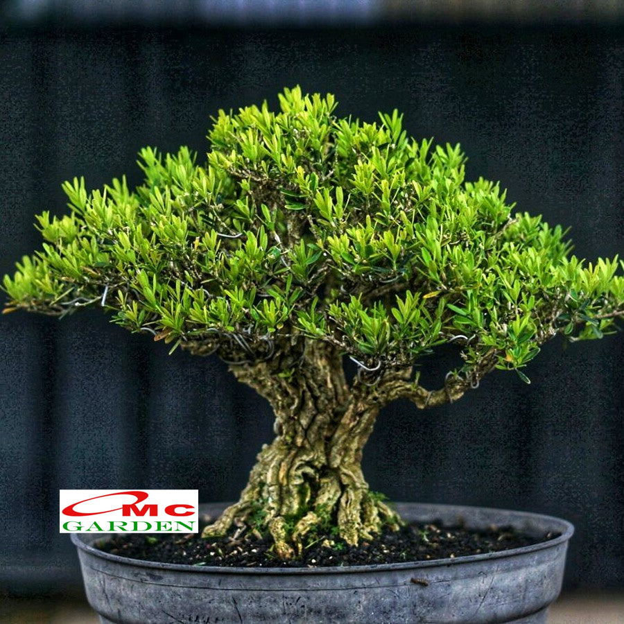 Bibit Tanaman Hias Boksus Boxus Bokus Buksus Buxus Boxwood Buxaceae 05-10cm