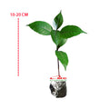 Handelem Handeleum Handeuleum Daun Ungu Bibit Tanaman Hias 1020
