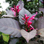 Handelem Handeleum Handeuleum Daun Ungu Bibit Tanaman Hias 1020