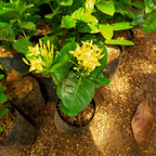 Tanaman Hias Asoka Kuning-Bunga Asoka Kuning