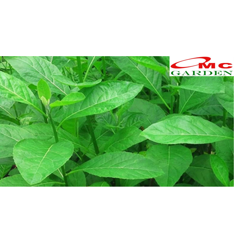Bibit Tanaman Herbal Sambung Nyawa Gynura Procumbens 2030