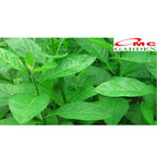 Bibit Tanaman Herbal Sambung Nyawa Gynura Procumbens 2030