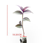 Tanaman Hias Gantung Tradescantia Zebrina Rumput Belang Tradescantia Plant Zebrakraut 1020