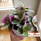 Tanaman Hias Gantung Tradescantia Zebrina Rumput Belang Tradescantia Plant Zebrakraut 1020