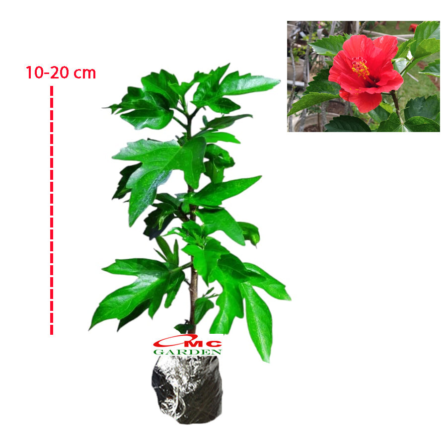 Kembang Sepatu Bunga Raya Hibiscus Worawari Rosa Dinensis Merah Bibit Tanaman Hias 1020