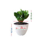 Tanaman Hias Kaktus Euphorbia Lactea Laktea Sukulen Karang Cristata 0510 Pot