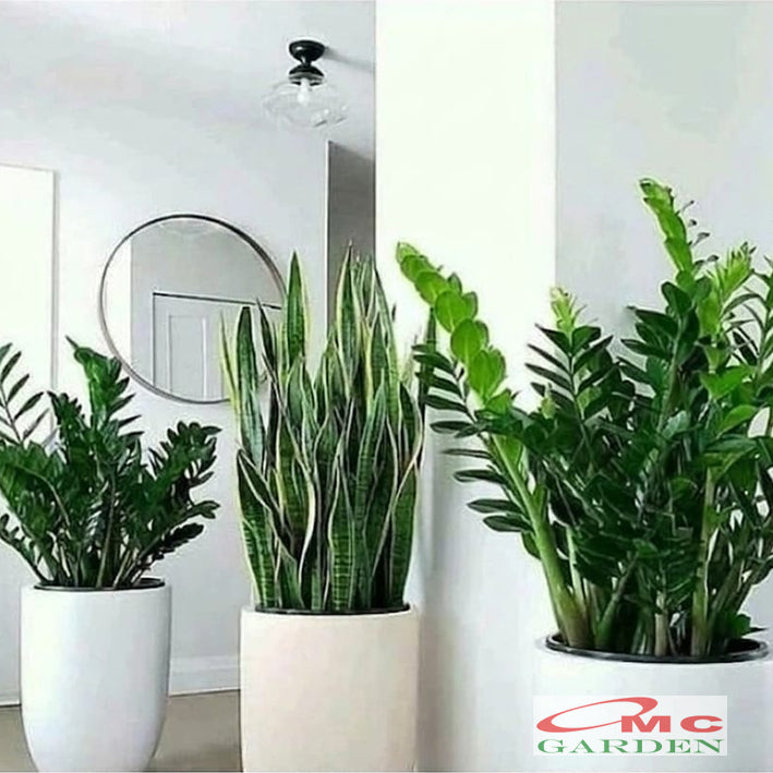 Tanaman Hias Bibit Dolar Zamia Plus Zamia Culcas Hijau Zamioculcas Zamiifolia Pohon Dolar 2030