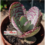 Tanaman Hias Sakulen Kalanchoe Humilis Tanaman Hidup 1 Pot SKLC-04-08-P-12