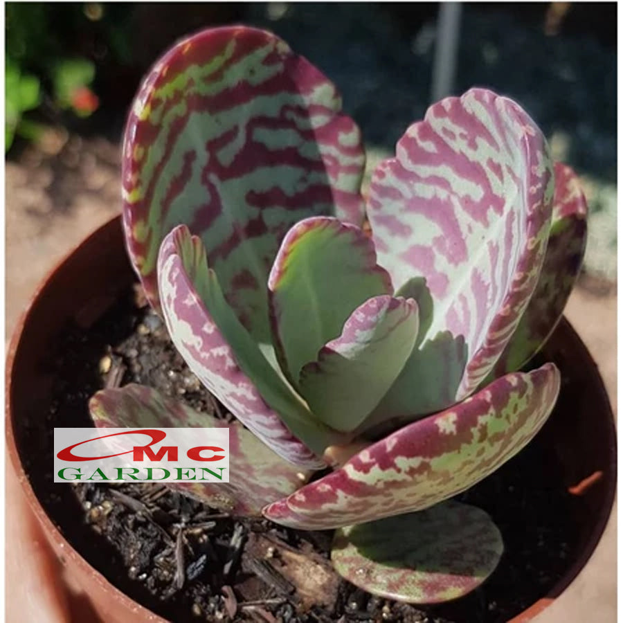 Tanaman Hias Sakulen Kalanchoe Humilis Tanaman Hidup 1 Pot SKLC-04-08-P-12