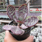 Tanaman Hias Sakulen Kalanchoe Humilis Tanaman Hidup 1 Pot SKLC-04-08-P-12