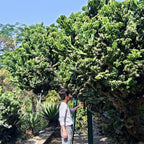 Tanaman Hias Kaktus Euphorbia Lactea Laktea Sukulen Karang Cristata 0510 Pot
