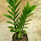 Tanaman Hias Bibit Dolar Zamia Plus Zamia Culcas Hijau Zamioculcas Zamiifolia Pohon Dolar 2030