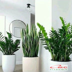 Tanaman Hias Bibit Dolar Zamia Plus Zamia Culcas Hijau Zamioculcas Zamiifolia Pohon Dolar 3040
