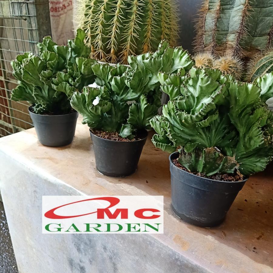Tanaman Hias Kaktus Euphorbia Lactea Laktea Sukulen Karang Cristata 0510 Pot