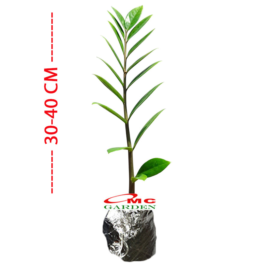 Tanaman Hias Bibit Dolar Zamia Plus Zamia Culcas Hijau Zamioculcas Zamiifolia Pohon Dolar 3040
