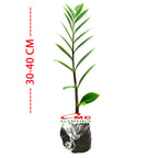 Tanaman Hias Bibit Dolar Zamia Plus Zamia Culcas Hijau Zamioculcas Zamiifolia Pohon Dolar 3040
