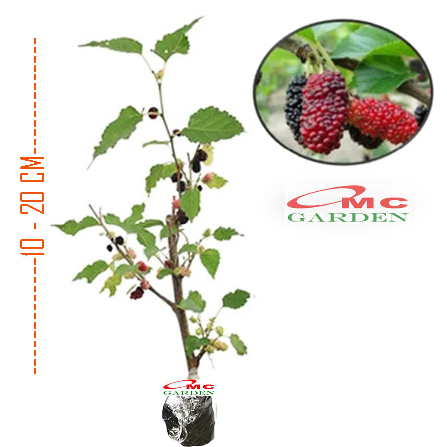 Bibit Tanaman Pohon Murbei Morus alba Mulberry Murbei Murbay 10-20cm