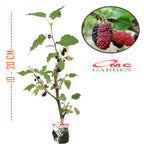 Bibit Tanaman Pohon Murbei Morus alba Mulberry Murbei Murbay 10-20cm