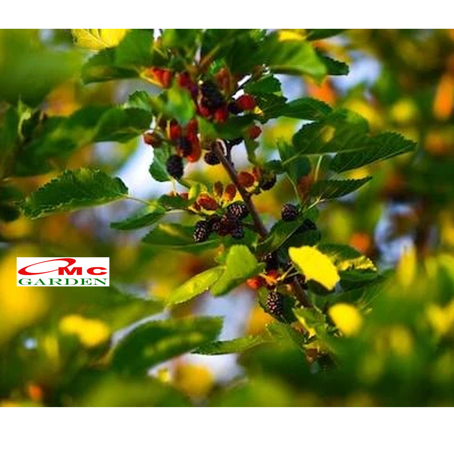 Bibit Tanaman Pohon Murbei Morus alba Mulberry Murbei Murbay 10-20cm