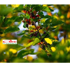 Bibit Tanaman Pohon Murbei Morus alba Mulberry Murbei Murbay 10-20cm