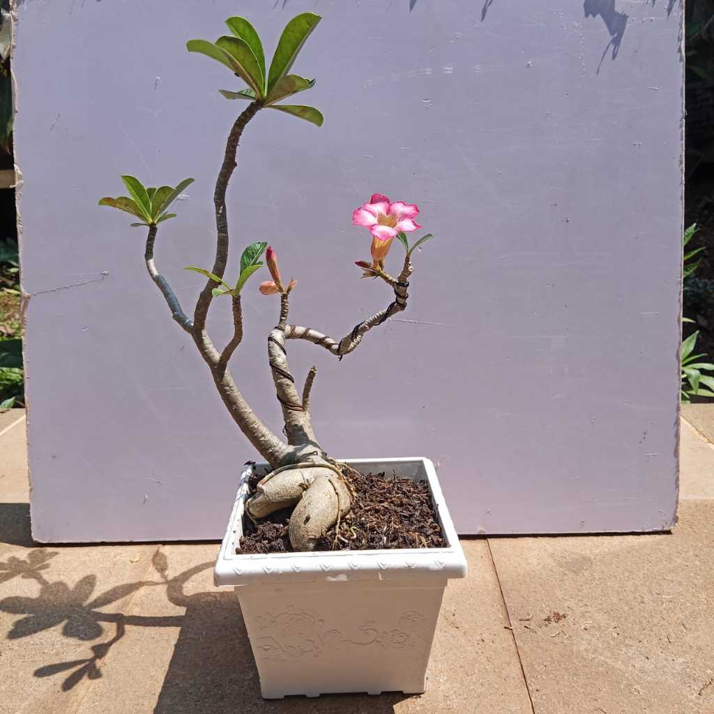 Tanaman Hias Bonsai Adenium Arabicum Obesum Kamboja Jepang B-KJ-001