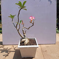 Tanaman Hias Bonsai Adenium Arabicum Obesum Kamboja Jepang B-KJ-001