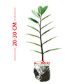 Tanaman Hias Bibit Dolar Zamia Plus Zamia Culcas Hijau Zamioculcas Zamiifolia Pohon Dolar 2030