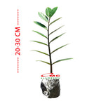 Tanaman Hias Bibit Dolar Zamia Plus Zamia Culcas Hijau Zamioculcas Zamiifolia Pohon Dolar 2030