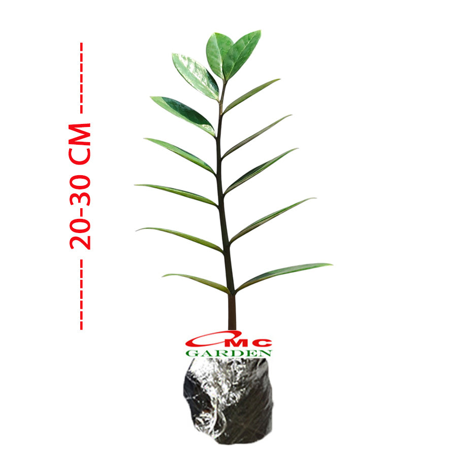 Tanaman Hias Bibit Dolar Zamia Plus Zamia Culcas Hijau Zamioculcas Zamiifolia Pohon Dolar 2030