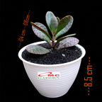 Tanaman Hias Sakulen Kalanchoe Humilis Tanaman Hidup 1 Pot SKLC-04-08-P-12