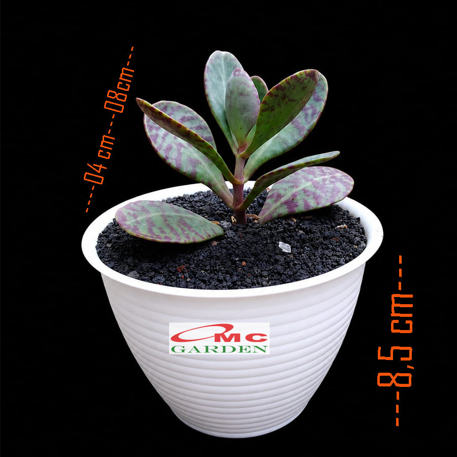 Tanaman Hias Sakulen Kalanchoe Humilis Tanaman Hidup 1 Pot SKLC-04-08-P-12